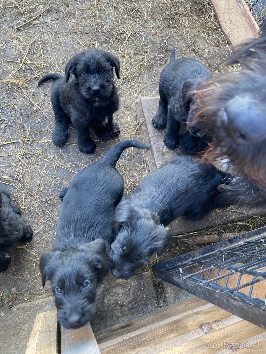 Bradáč veľký - šteniatka - 3