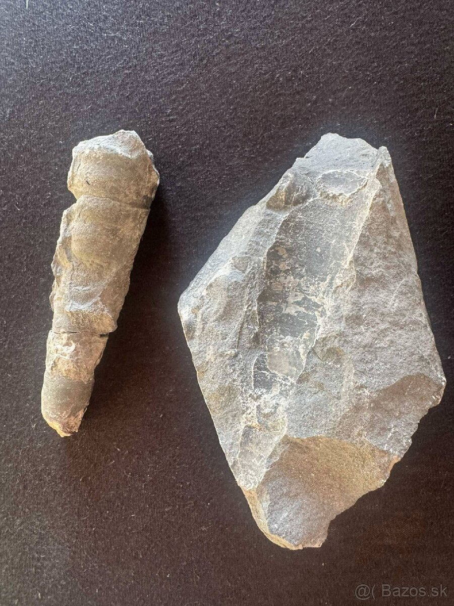 Skameneliny Orthoceras - 3