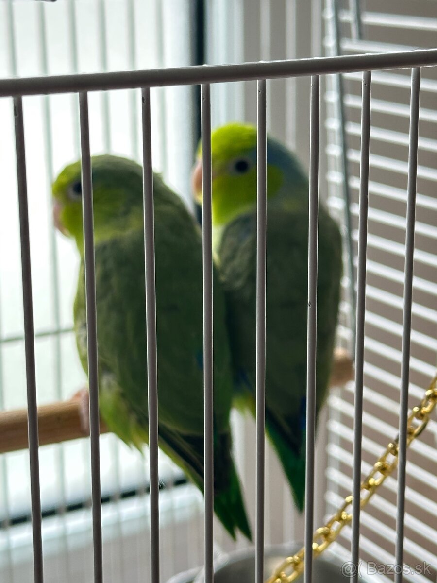 Papagáj forpus - 3