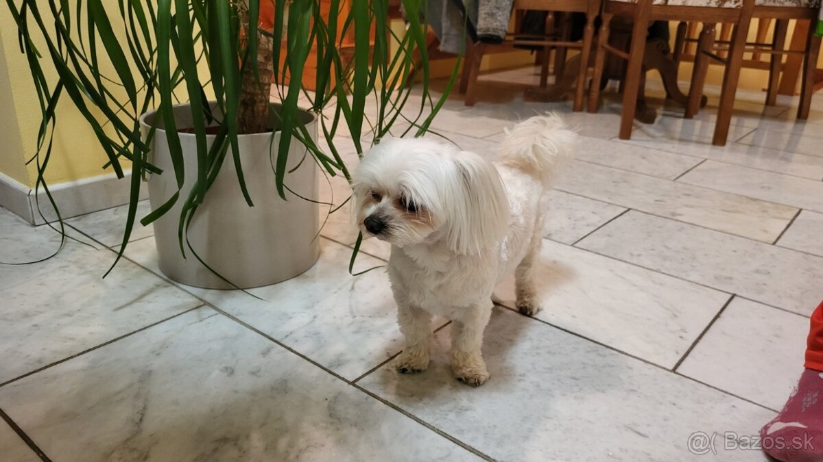 Maltézsky psík na krytie - 3