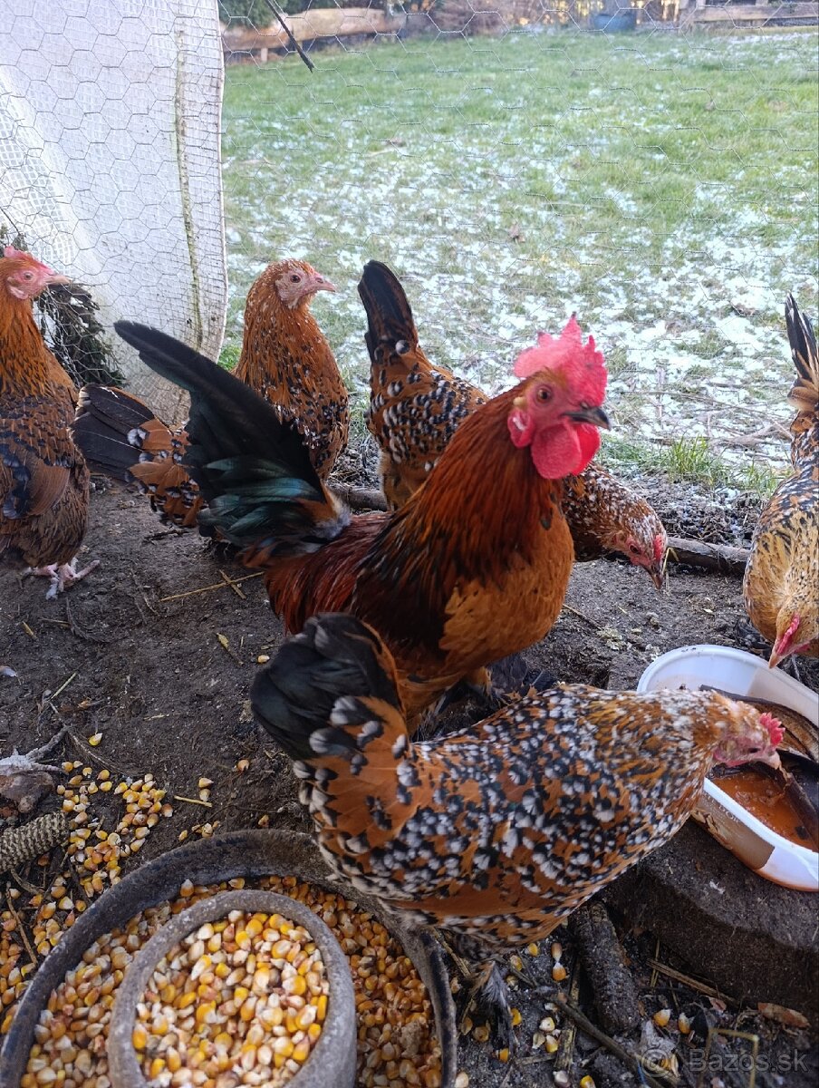 Predám kohútiky Milferky - 3