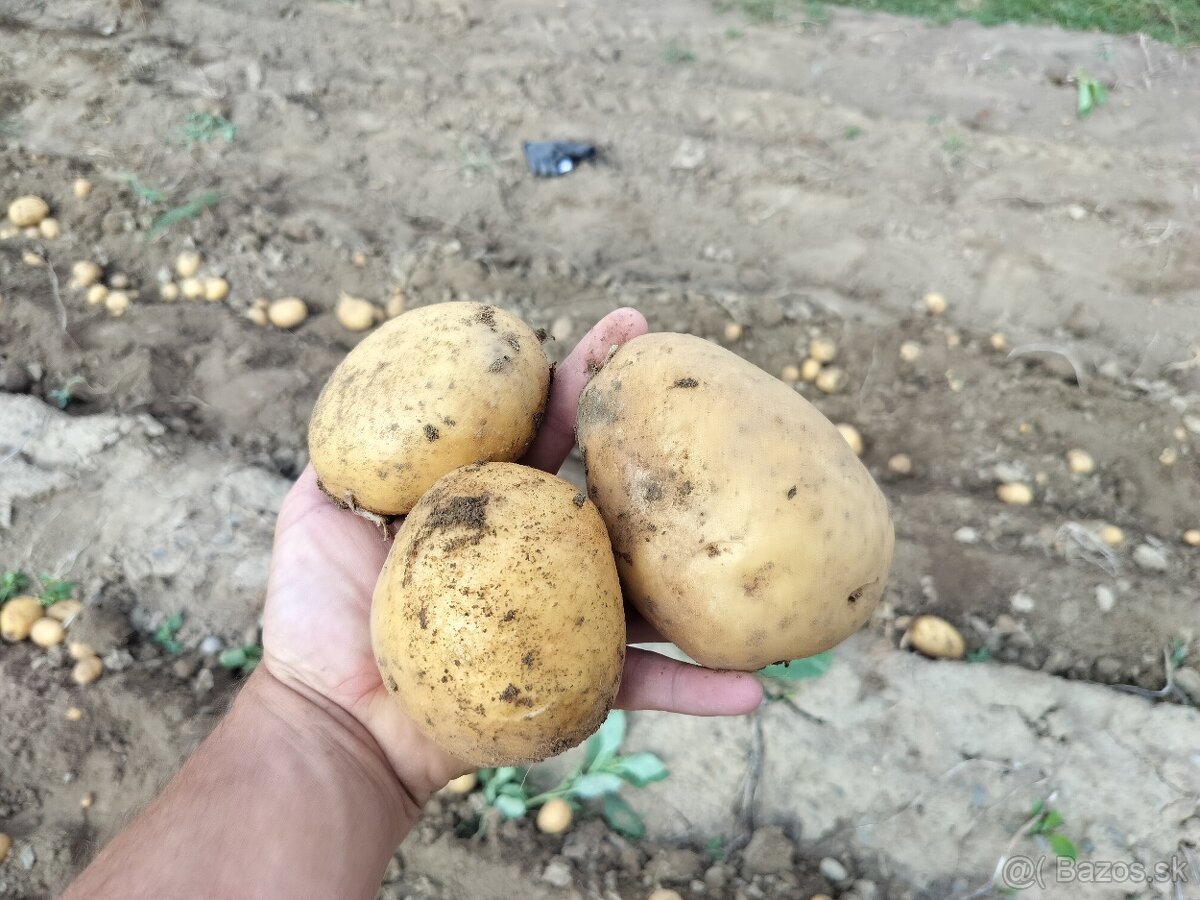 Sadbové zemiaky - 3