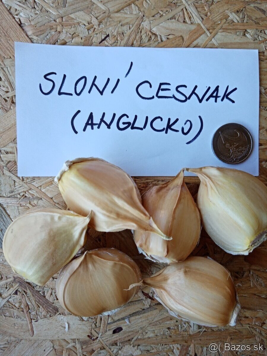 Sloni cesnak - 3