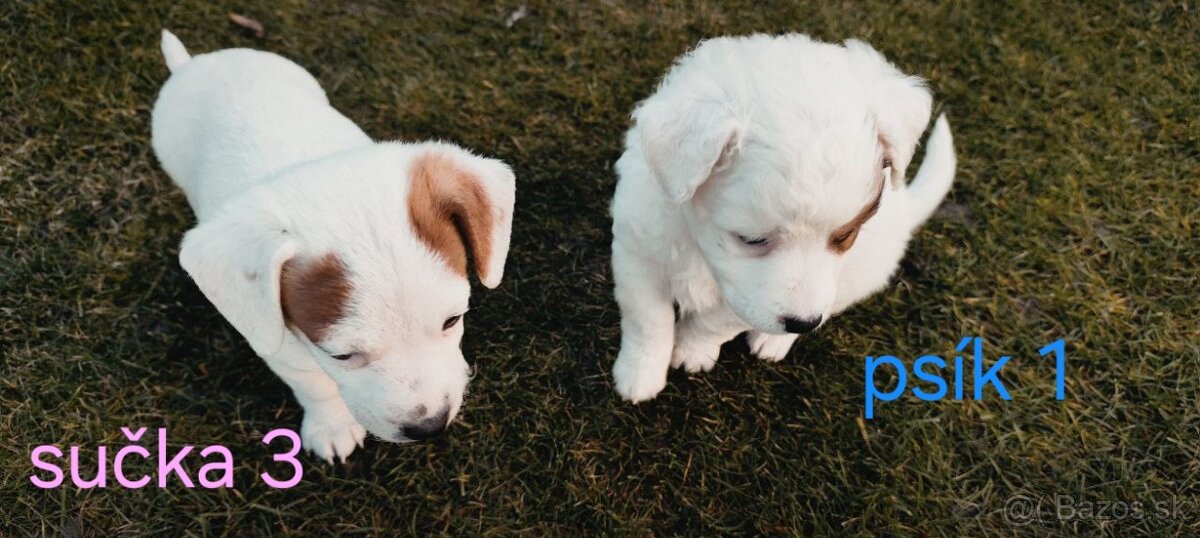 Darujem šteniatka - 3
