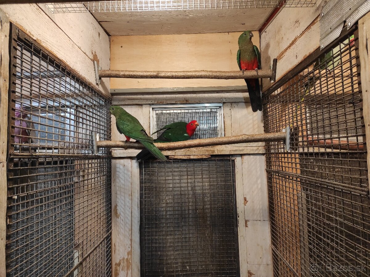 Papagáj kráľovský - 3