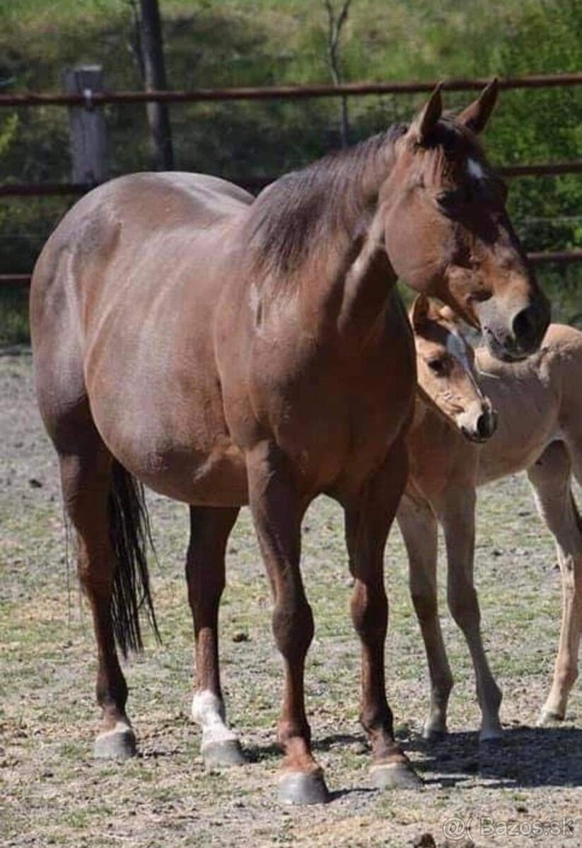 1,5 ročný žrebec AQH po JAC O RIMA - 3