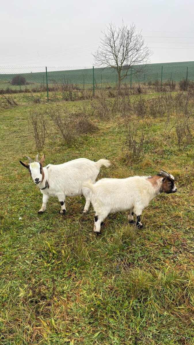 Darujem dve Holandské minikozy - 3