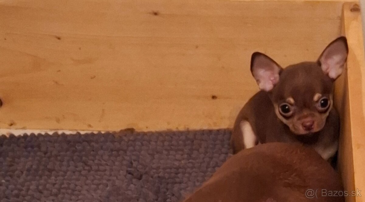 čivava - bračekovia - 3