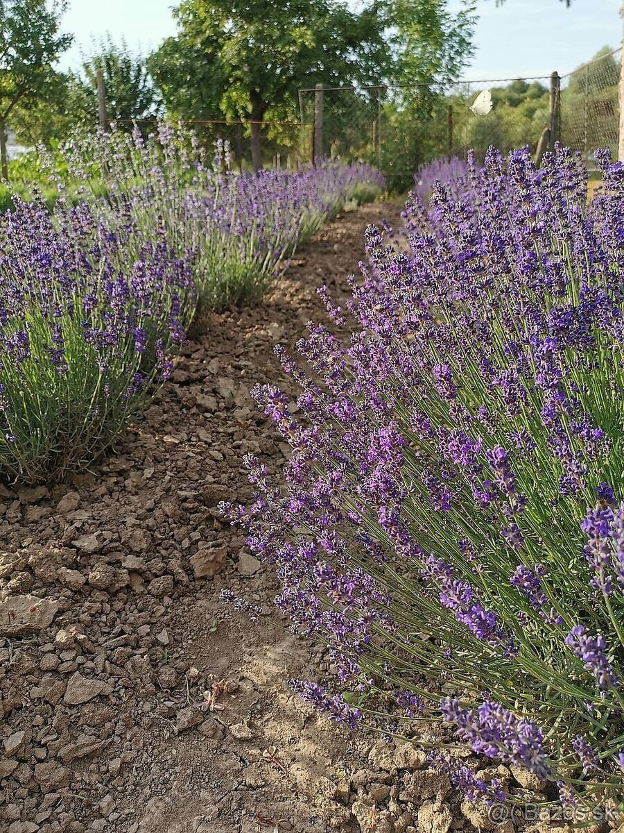 Sušená levanduľa - 3