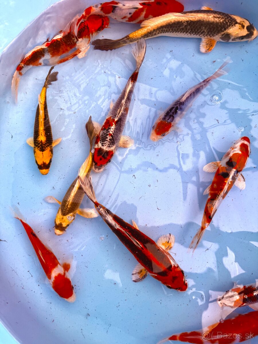 Koi kapor - 3