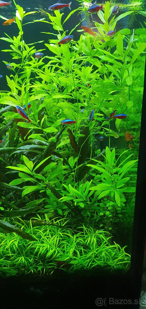 Akvarijné rastliny - 3