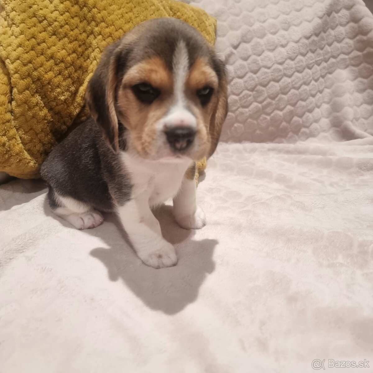Bígel, Beagle, štěňátka - 3