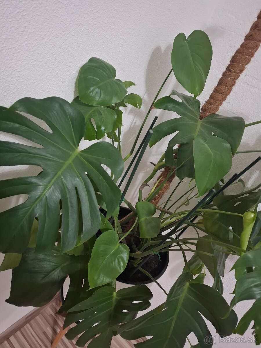 Predám Monstera deliciosa - 3