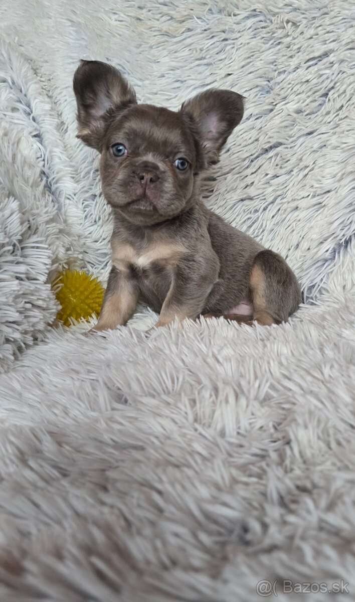Francúzsky buldoček - 3