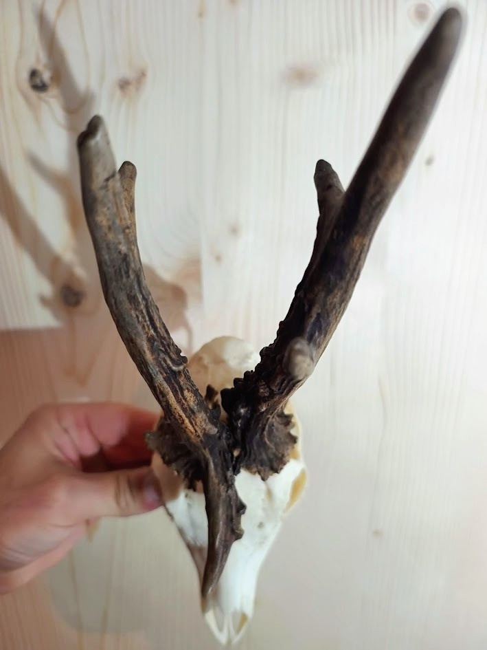 Trofej trofeje parohy parožie zhody,,, - 3