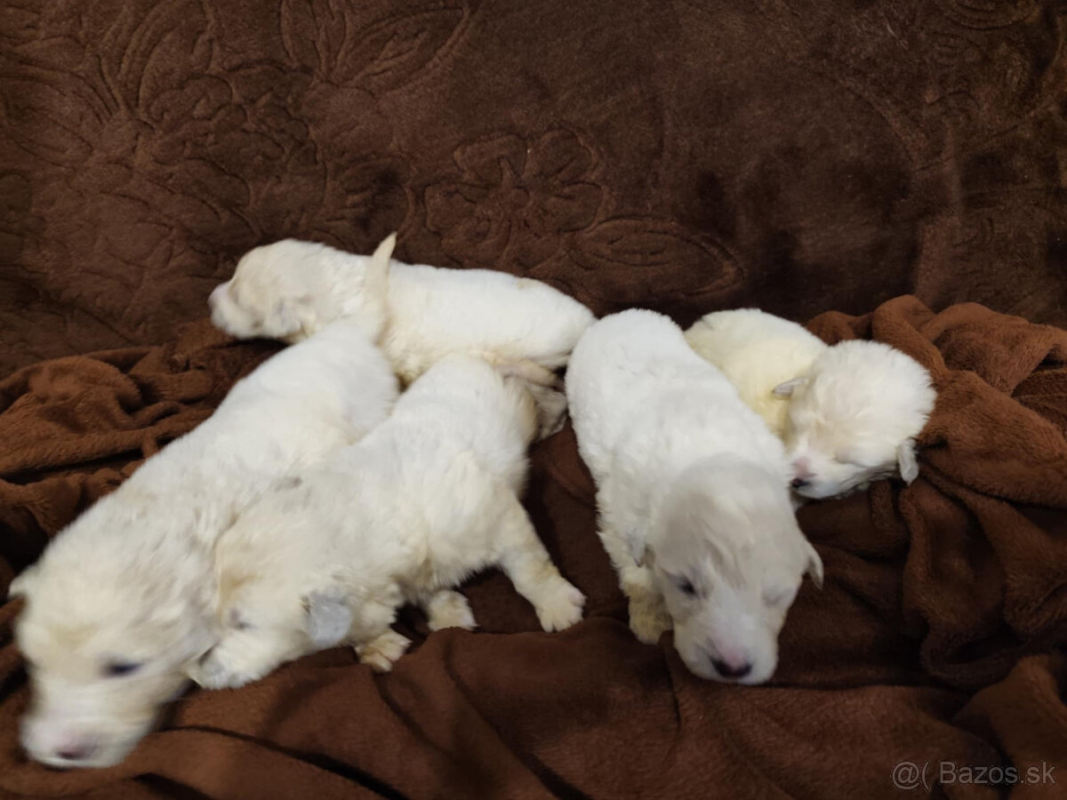 Slovenský čuvač - 3