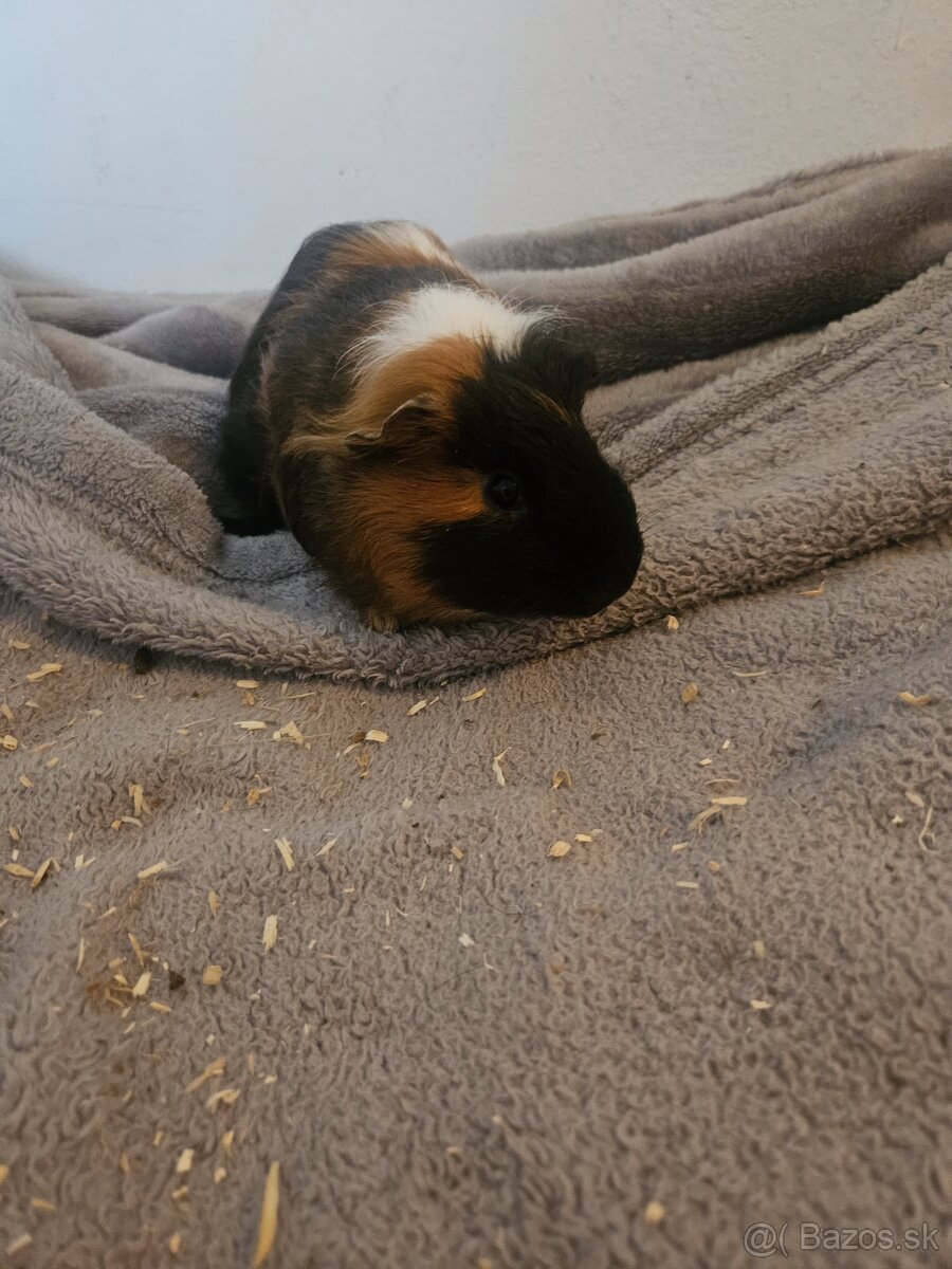 Morske prasiatka - 3