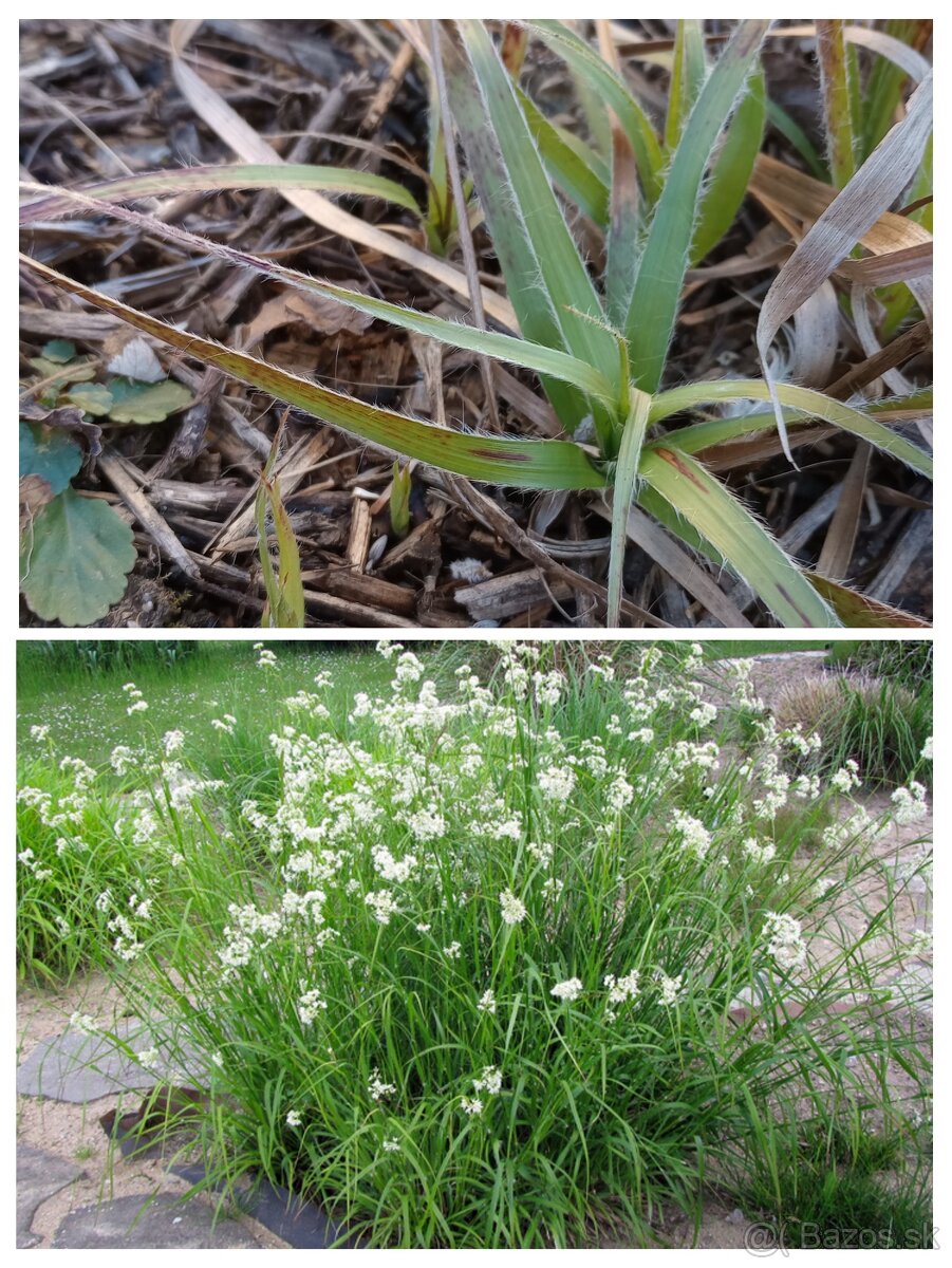 Trvalkový záhon do tieňa - 3