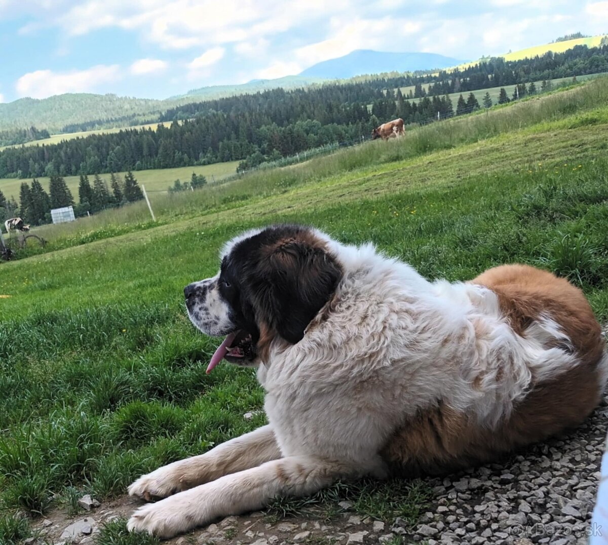 Šteniatka Bernardína - 3