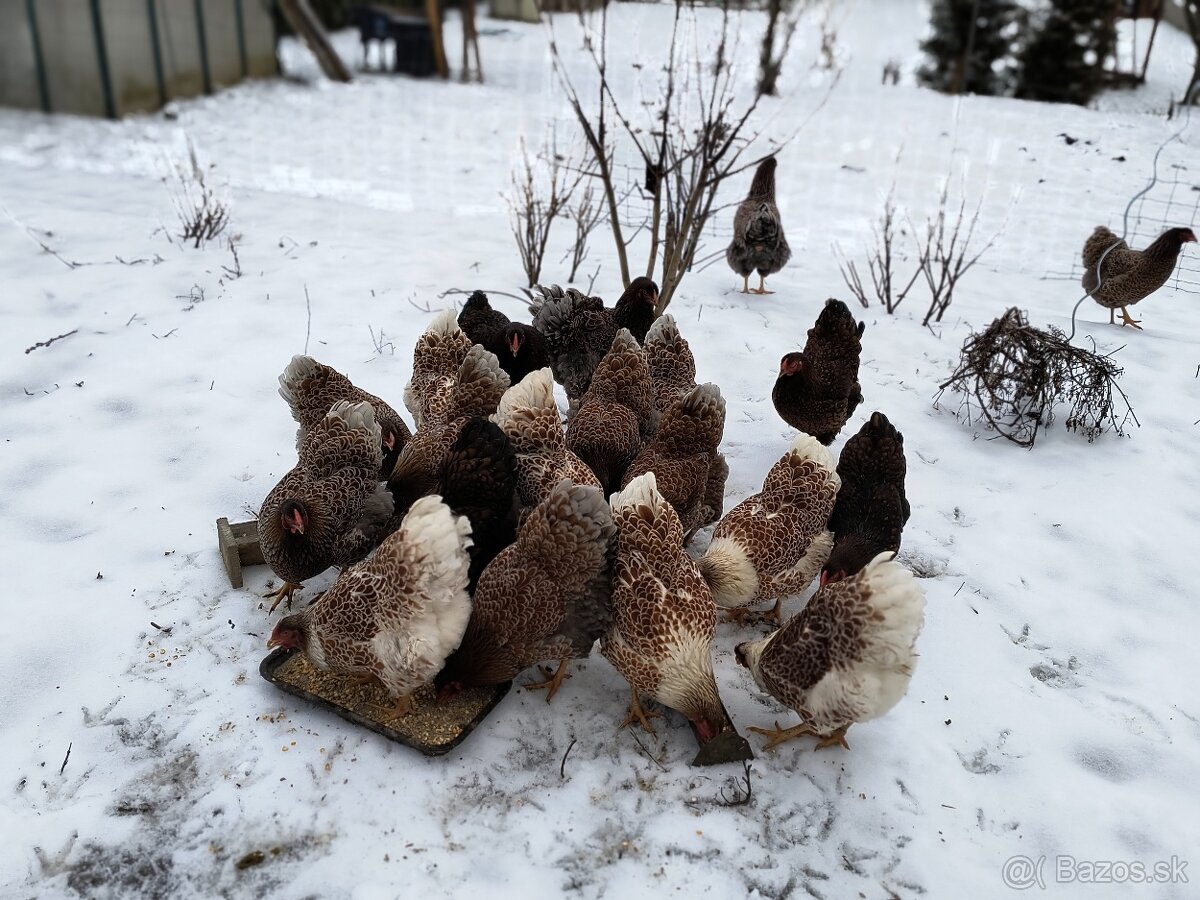 Wyandotka lemovaná mix - 3