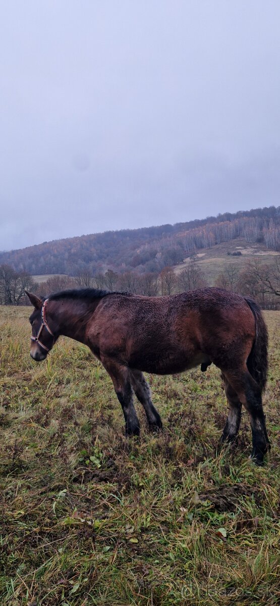 Ťažný žrebec - 3