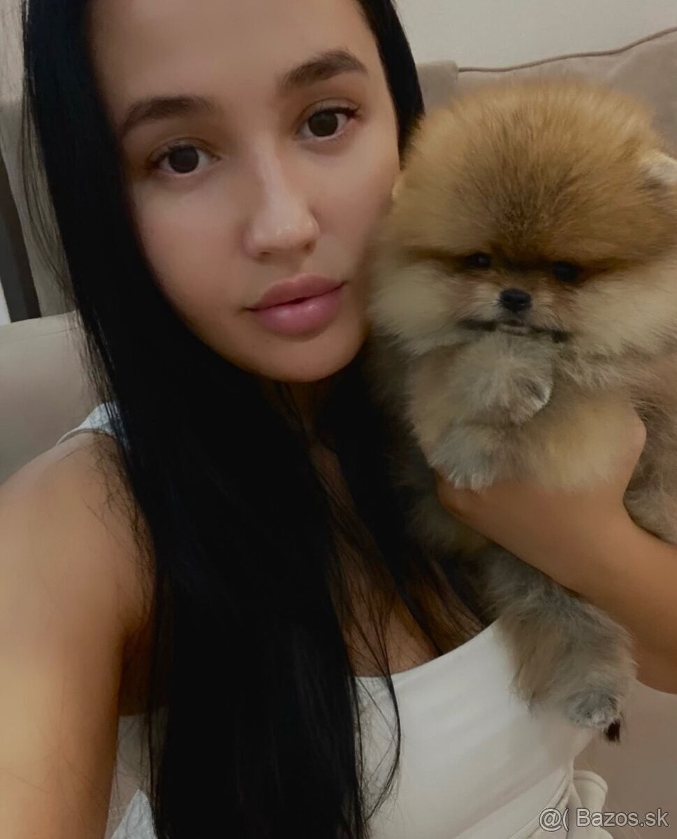 Rozkošný Pomeranian - 3
