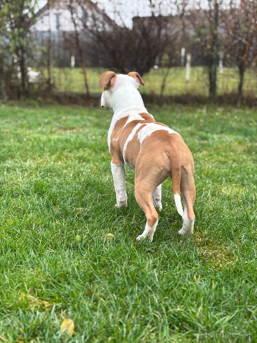 Americký stafordšírsky teriér - 3