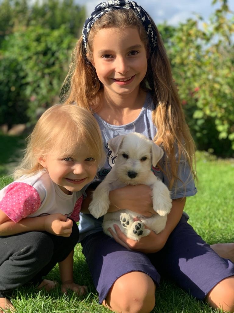 Bradáč malý biely - šteniatka s PP - sučky - 3