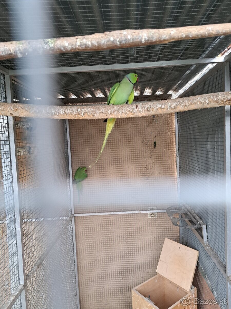 Chovná párka ALEXANDER MALY - 3