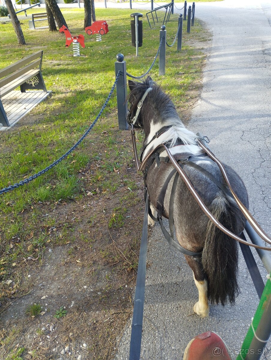 poník - 3