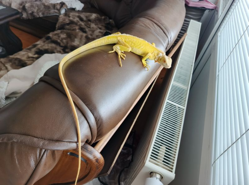 Pár leguán Albíno - 3