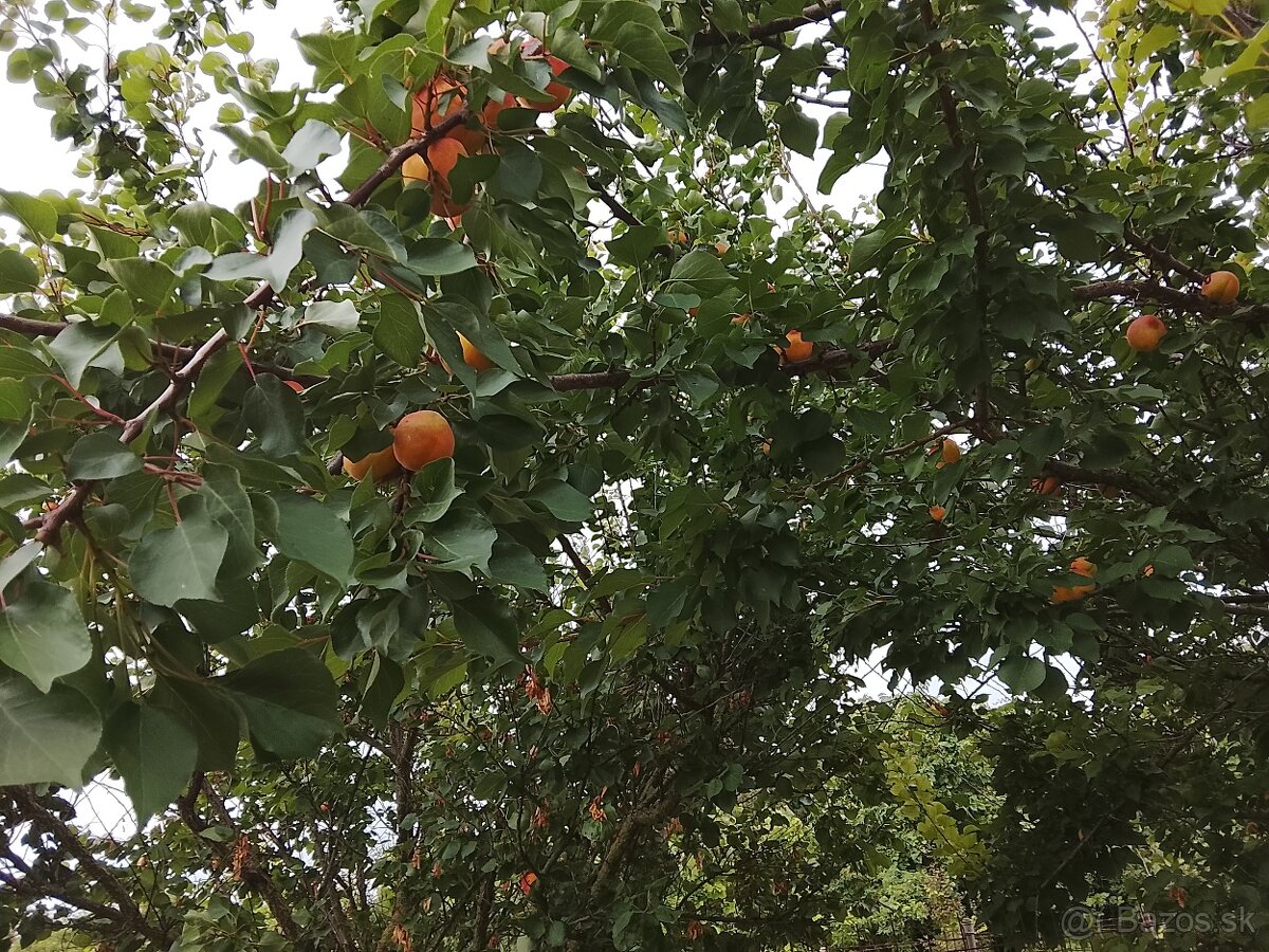 Marhule na predaj - 3