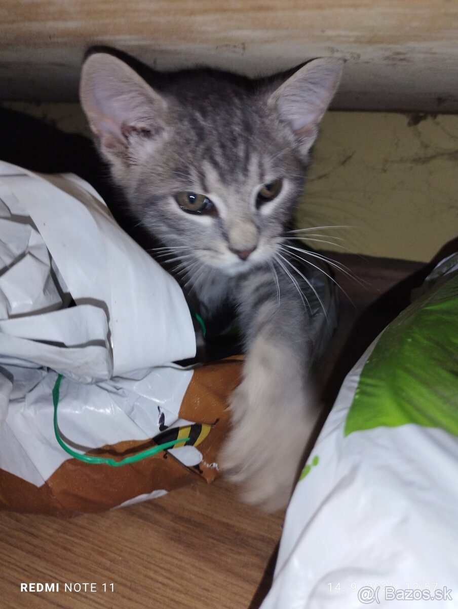 Darujem 2 mesačné mačičky - 3