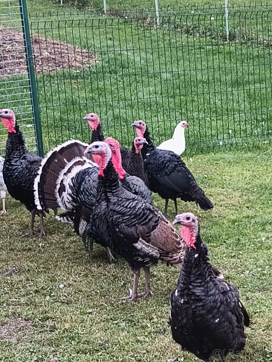 Predám morky bronzové - 3