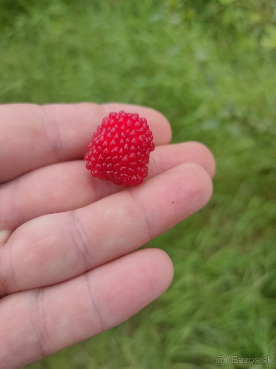 Malinojahody - 3