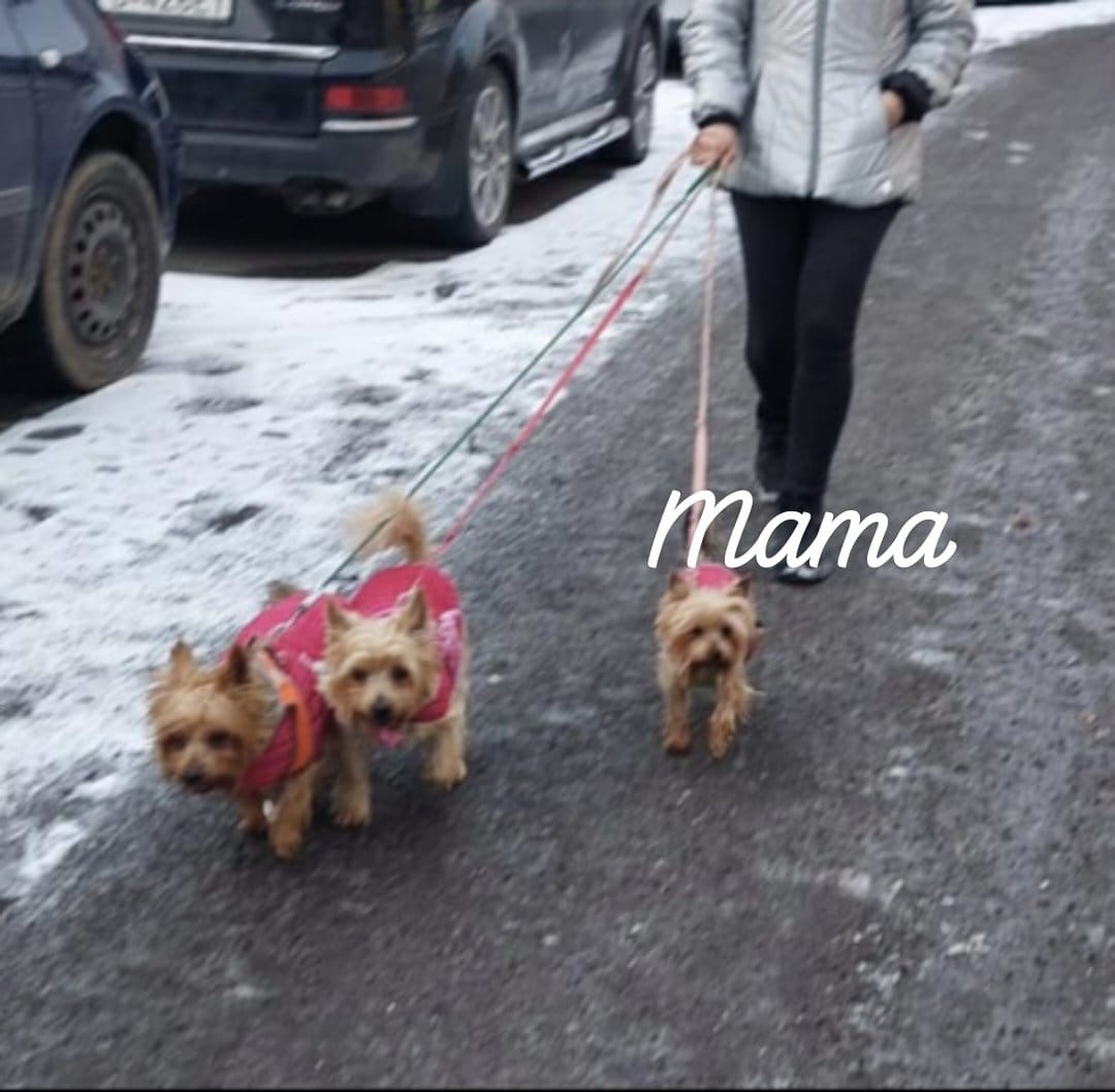 Yorkshirsky teriér MINI psík do dobrých rúk - 3