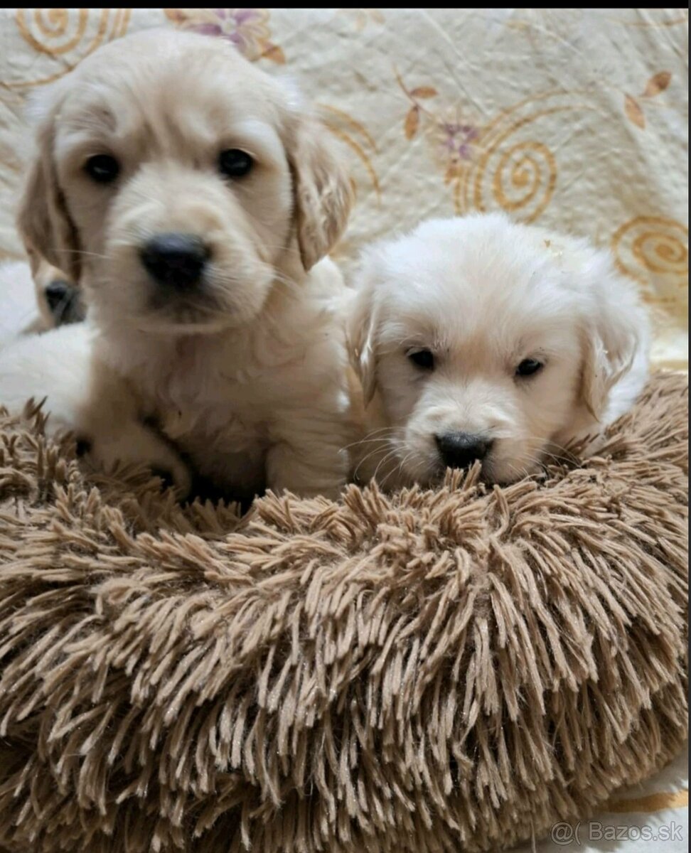 Predám Šteniatka Zlaty retriever-Golden retriever - 3