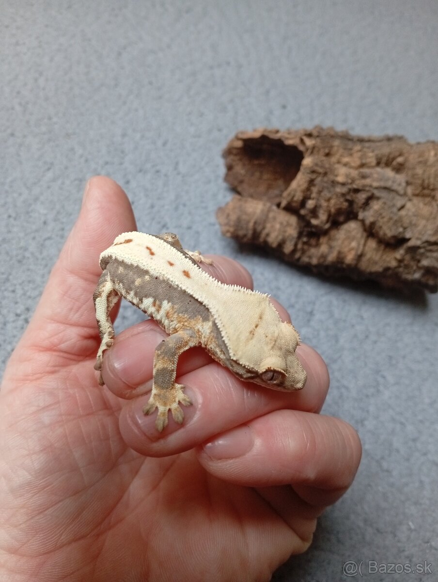 Pagekon riasnaty - 3