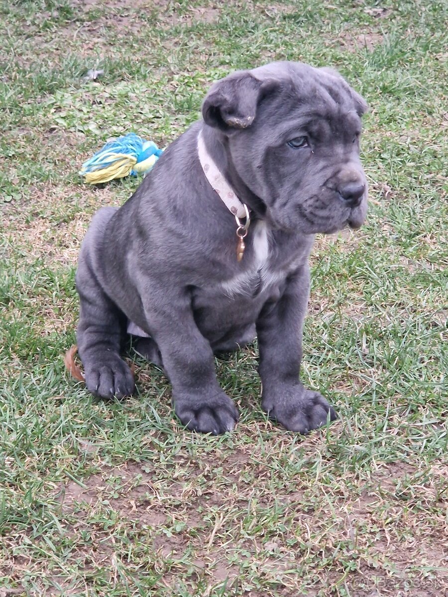 Cane corso - 3