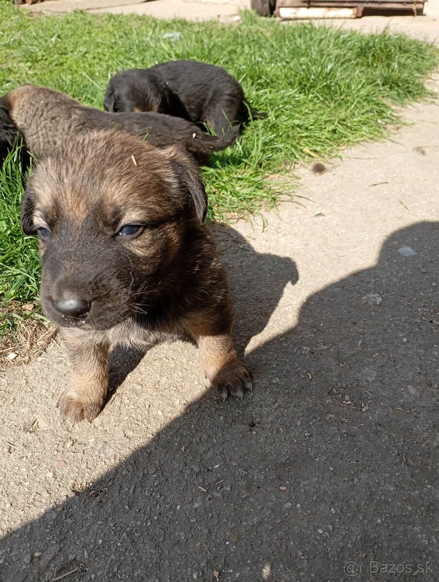 Darujem šteniatka - 3
