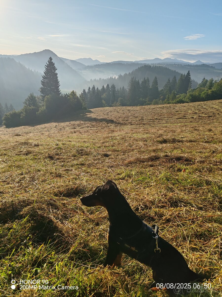 Fenka jagdterrier - 3