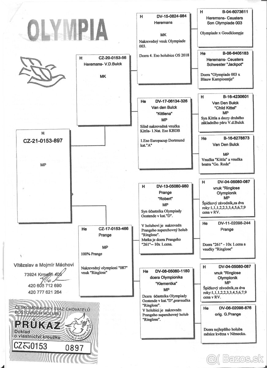 Poštové holuby - 3