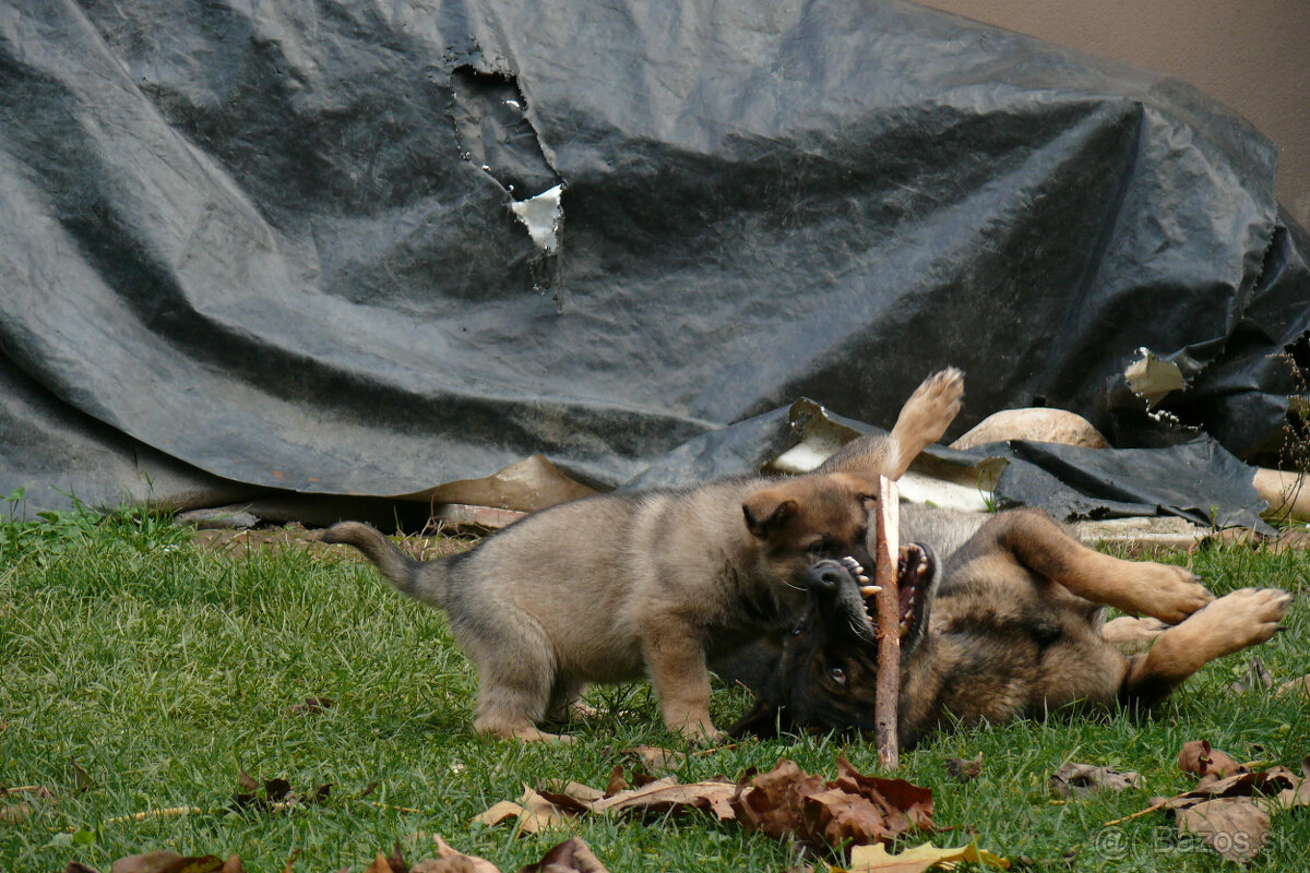 Nemecký ovčiak šteniatka - 3