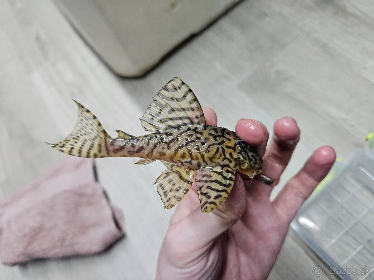 L 236 Super Yellow - chovné páry - 3