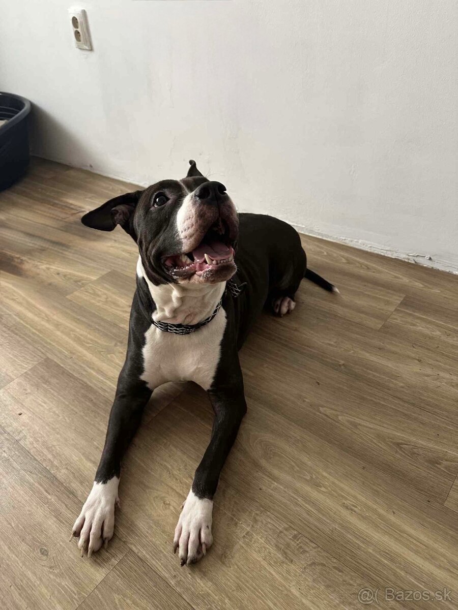Americký stafordšírsky teriér s pp - 3