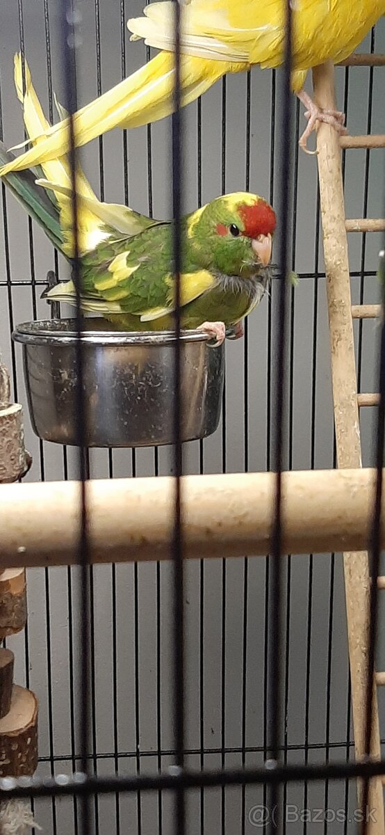 Predám mladé Kakariky - 3