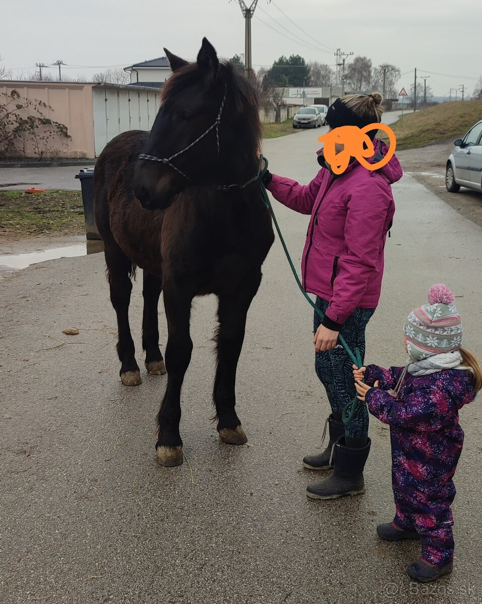 Kobyla Norik Muránsky 10 mesiacov - 3