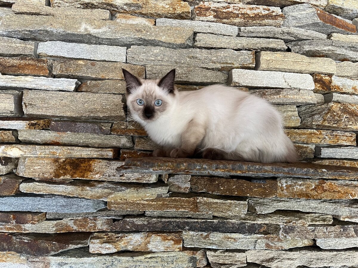 Ragdoll - 3