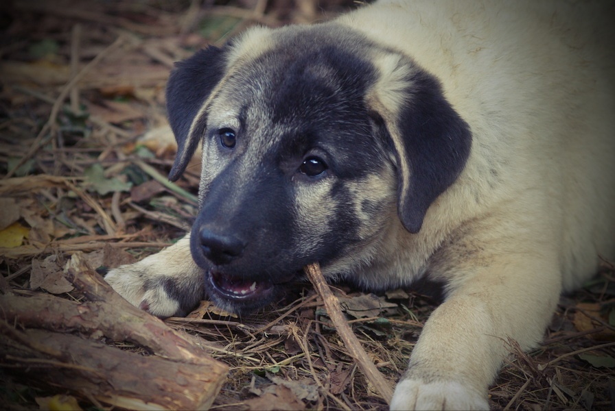Kangal šteňatá, šteniatka k už odberu - 3