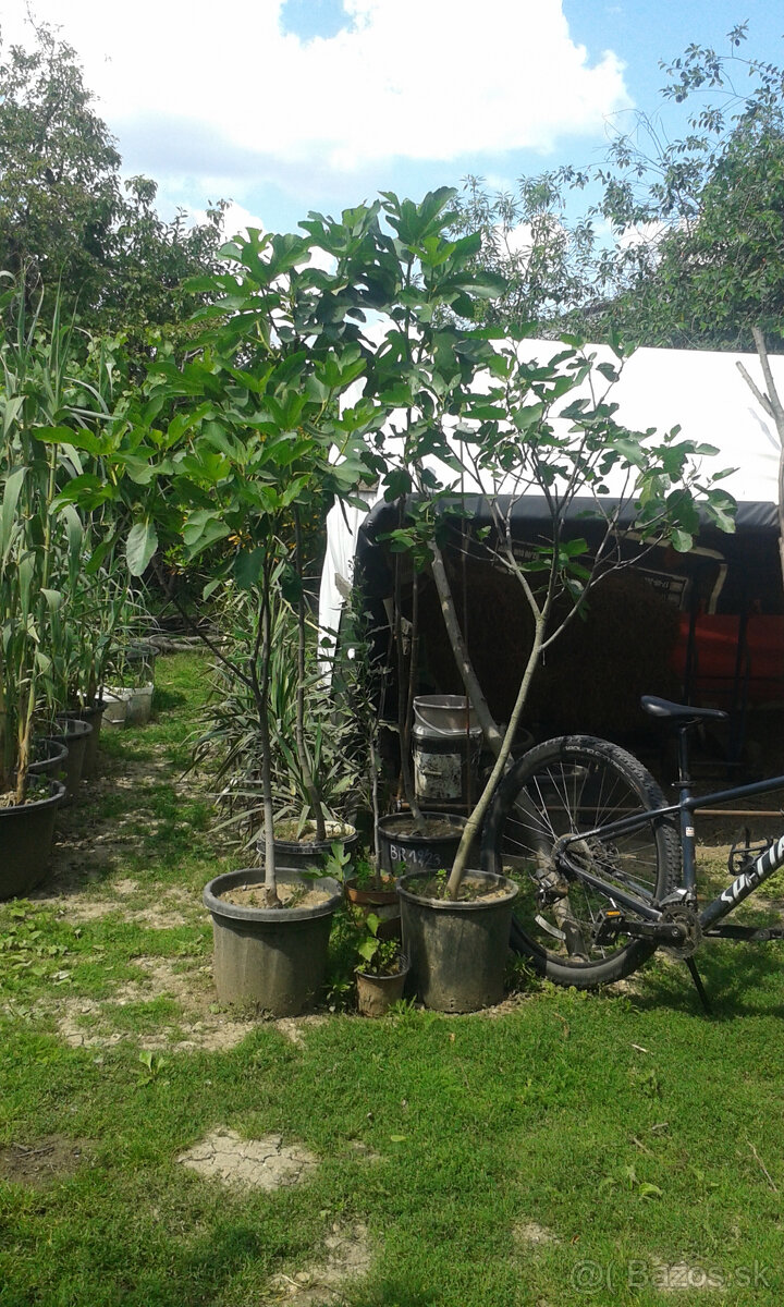 RODIACE FIGOVNíKY - 3